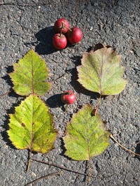 Broadleaf Hawthorn