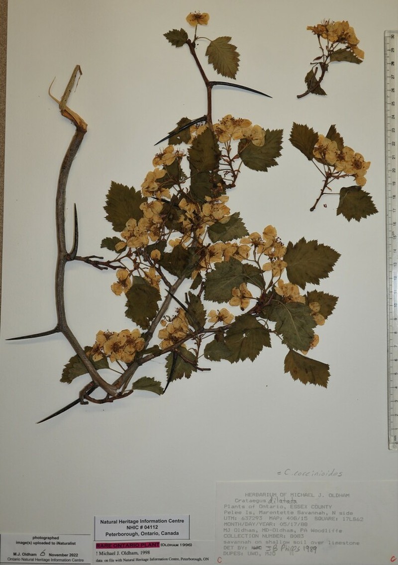 Broadleaf Hawthorn photo 2