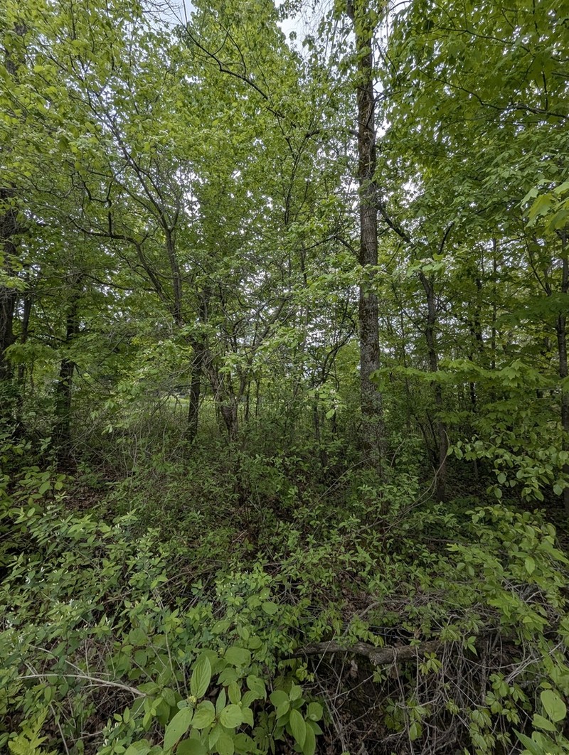 Broadleaf Hawthorn photo 5