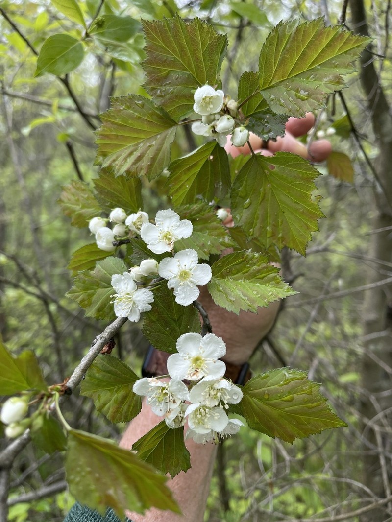 Pearthorn
