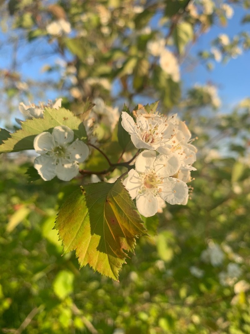 Pearthorn photo 2