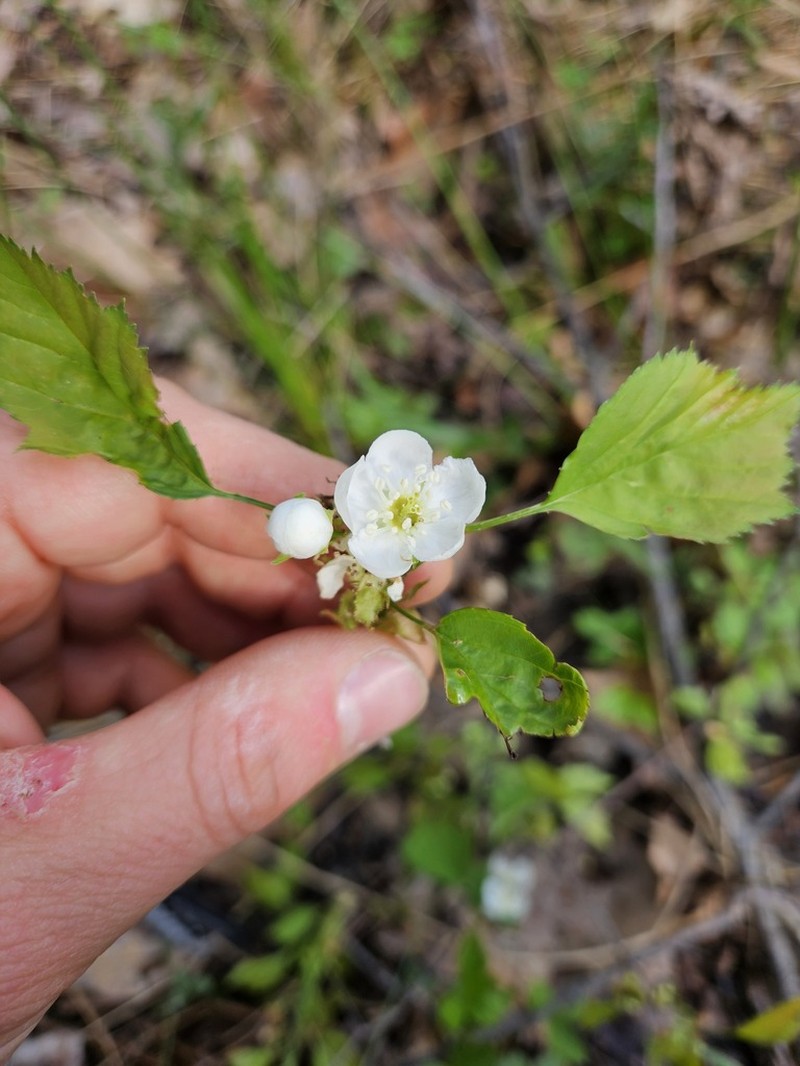 Pearthorn photo 3