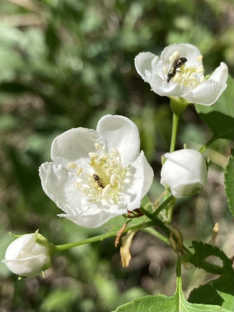 Pearthorn photo 4