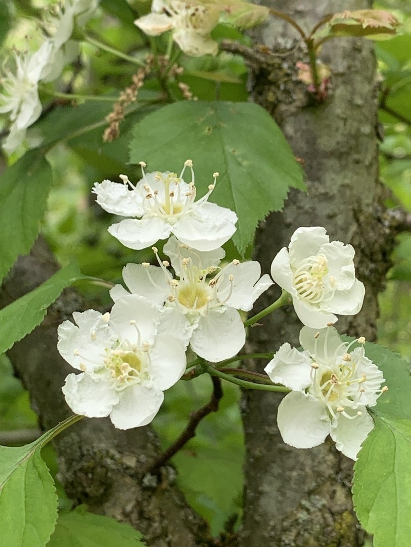 Pearthorn photo 5