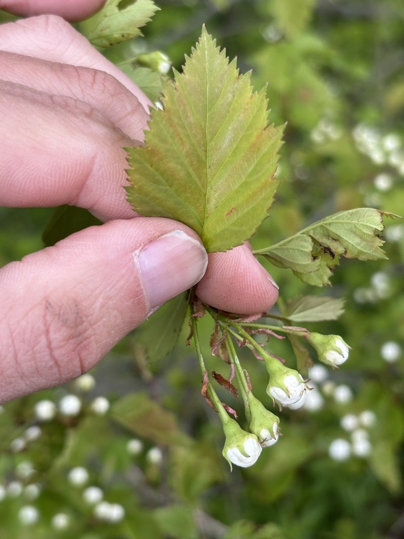 Pearthorn photo 6