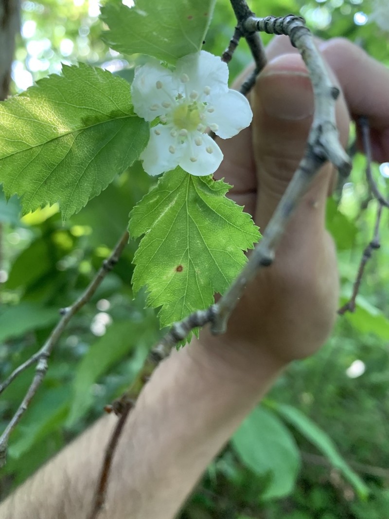 Pearthorn photo 7