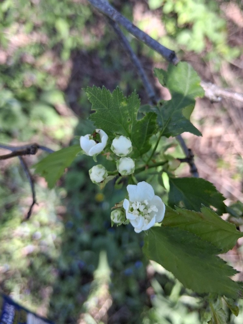 Pearthorn photo 8