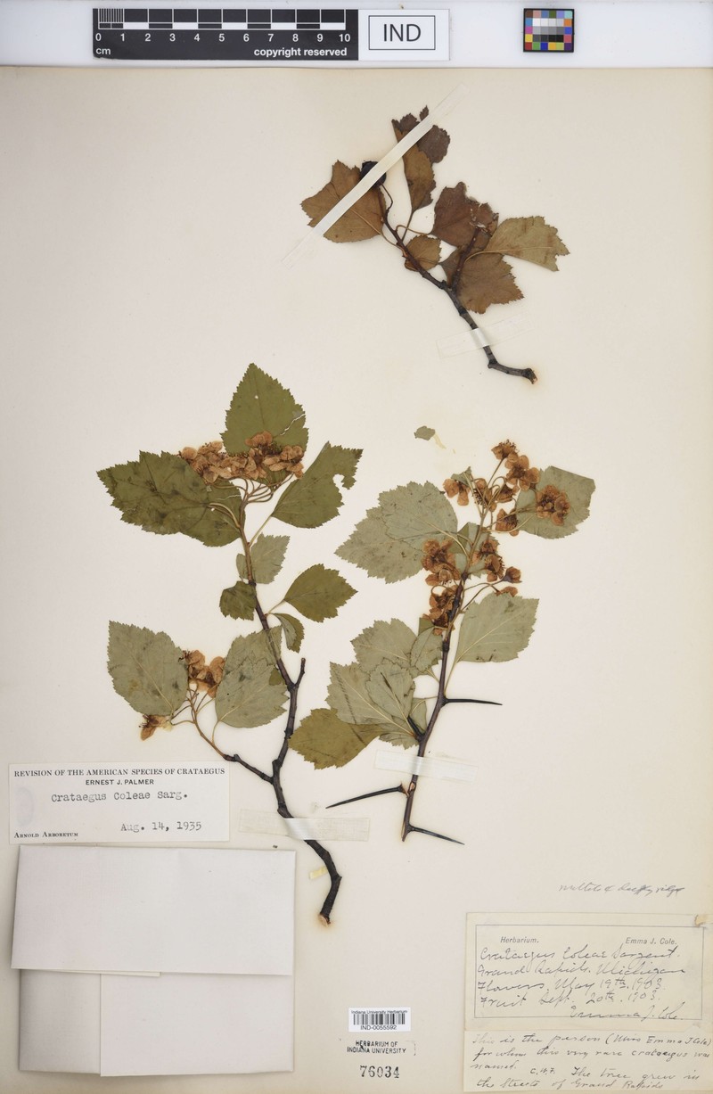 Cole's Hawthorn photo 2