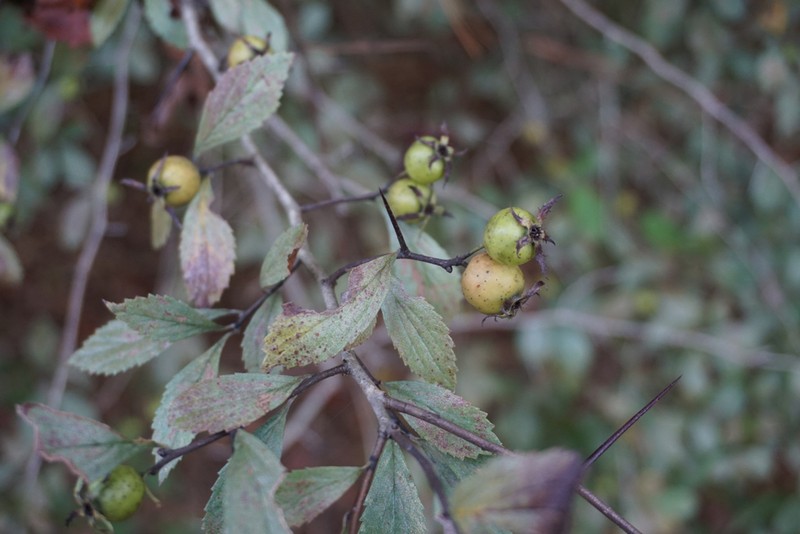 Crataegus collina