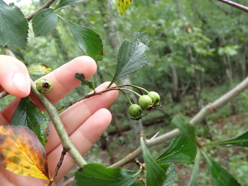 Crataegus collina photo 2
