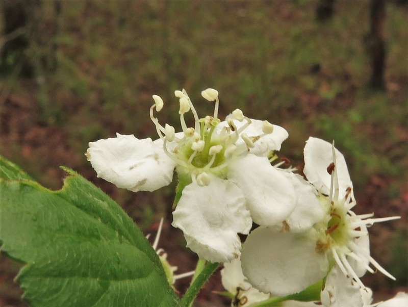 Crataegus collina photo 3