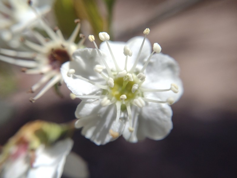 Crataegus collina photo 4