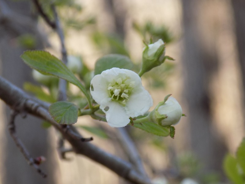 Crataegus collina photo 6