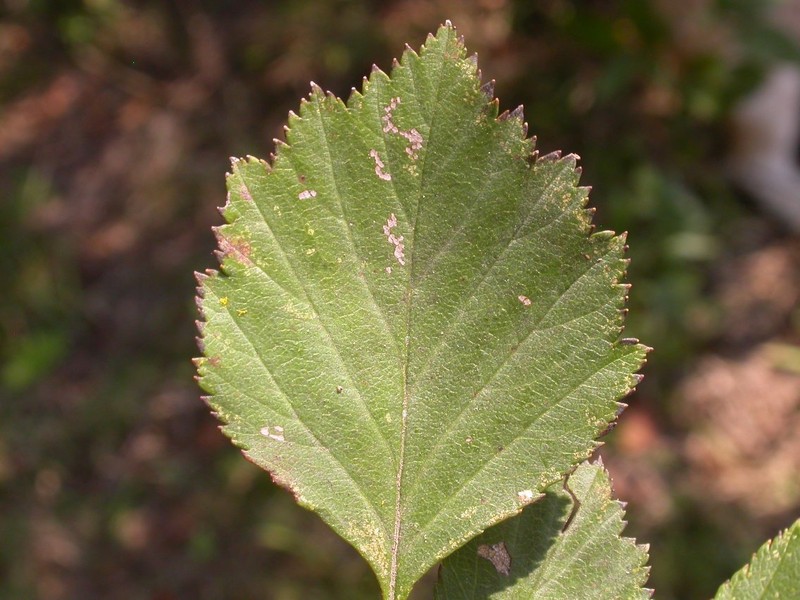 Crataegus collina var. collina photo 2