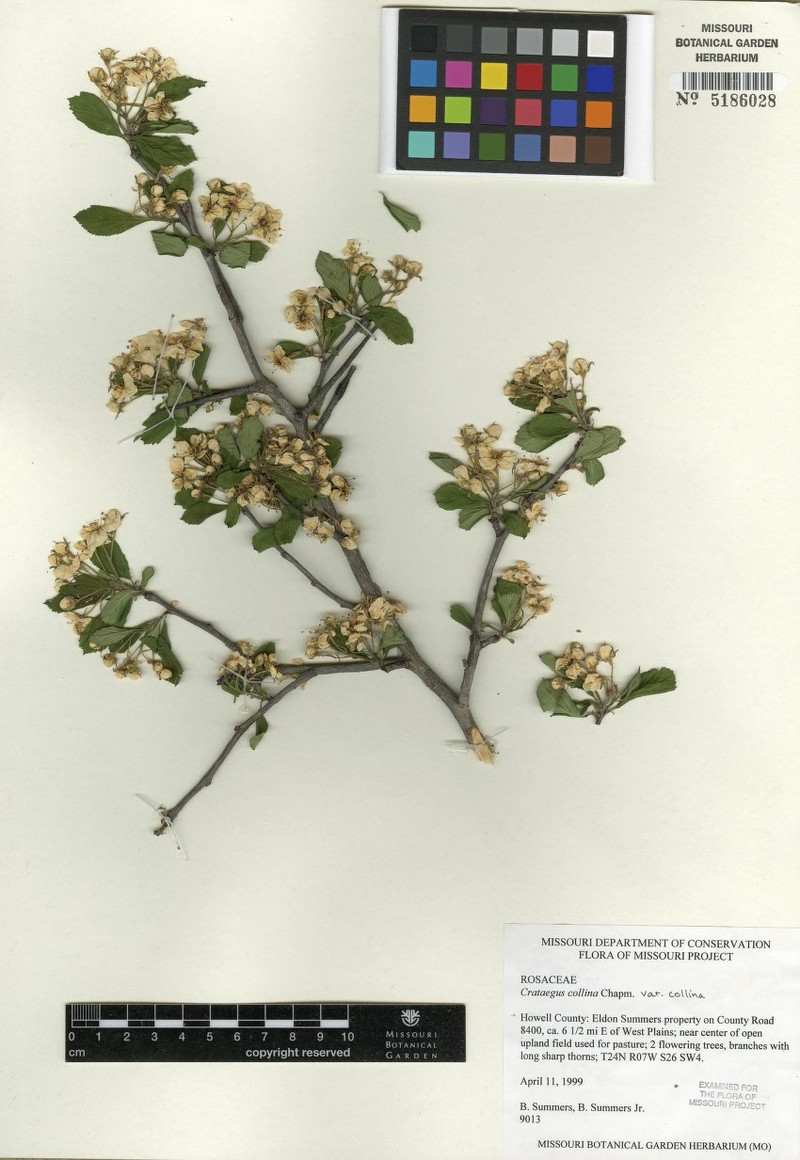Crataegus collina var. collina photo 3