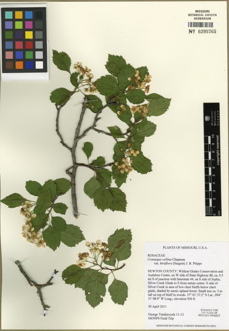 Crataegus collina var. hirtiflora