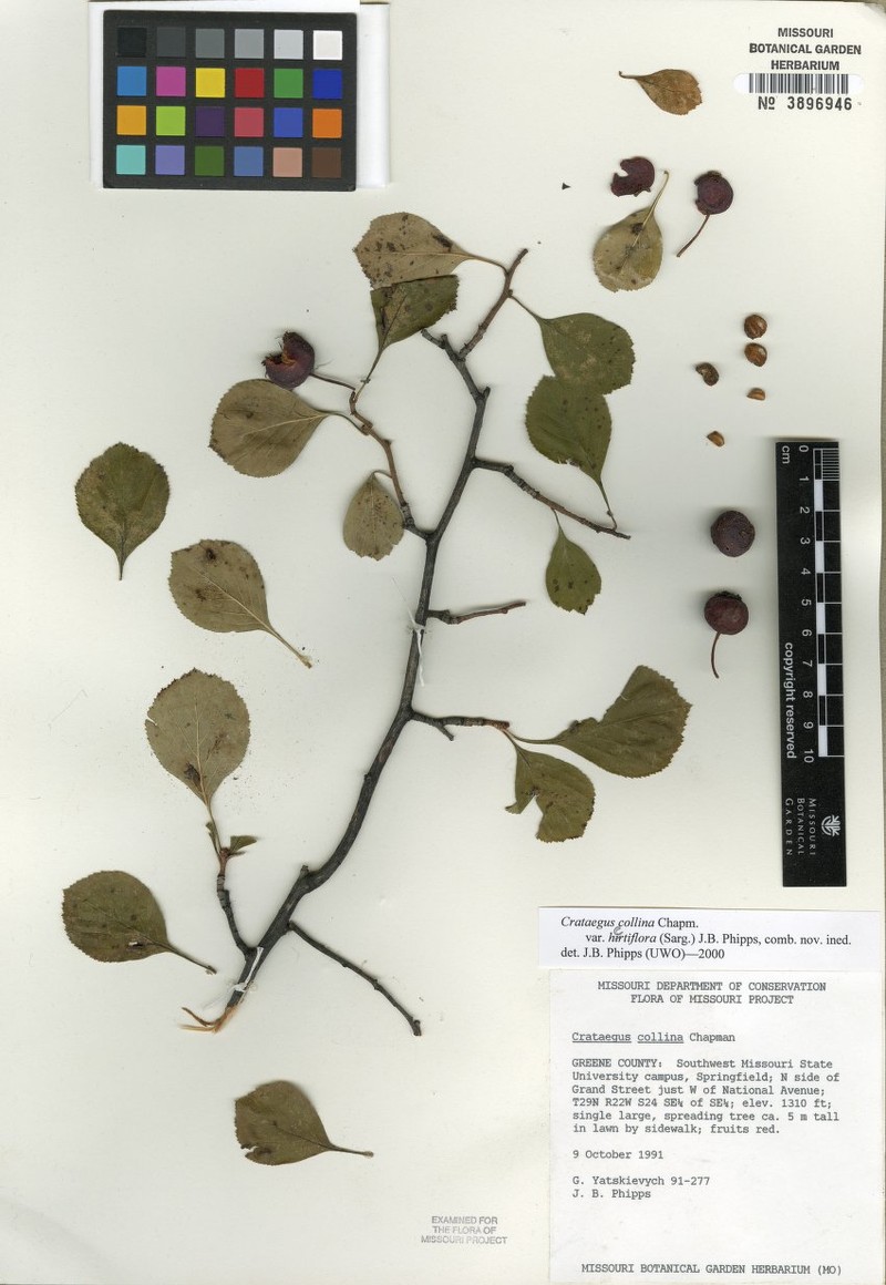 Crataegus collina var. hirtiflora photo 2