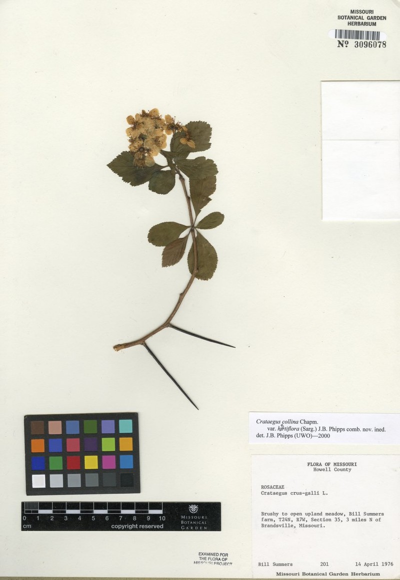 Crataegus collina var. hirtiflora photo 3