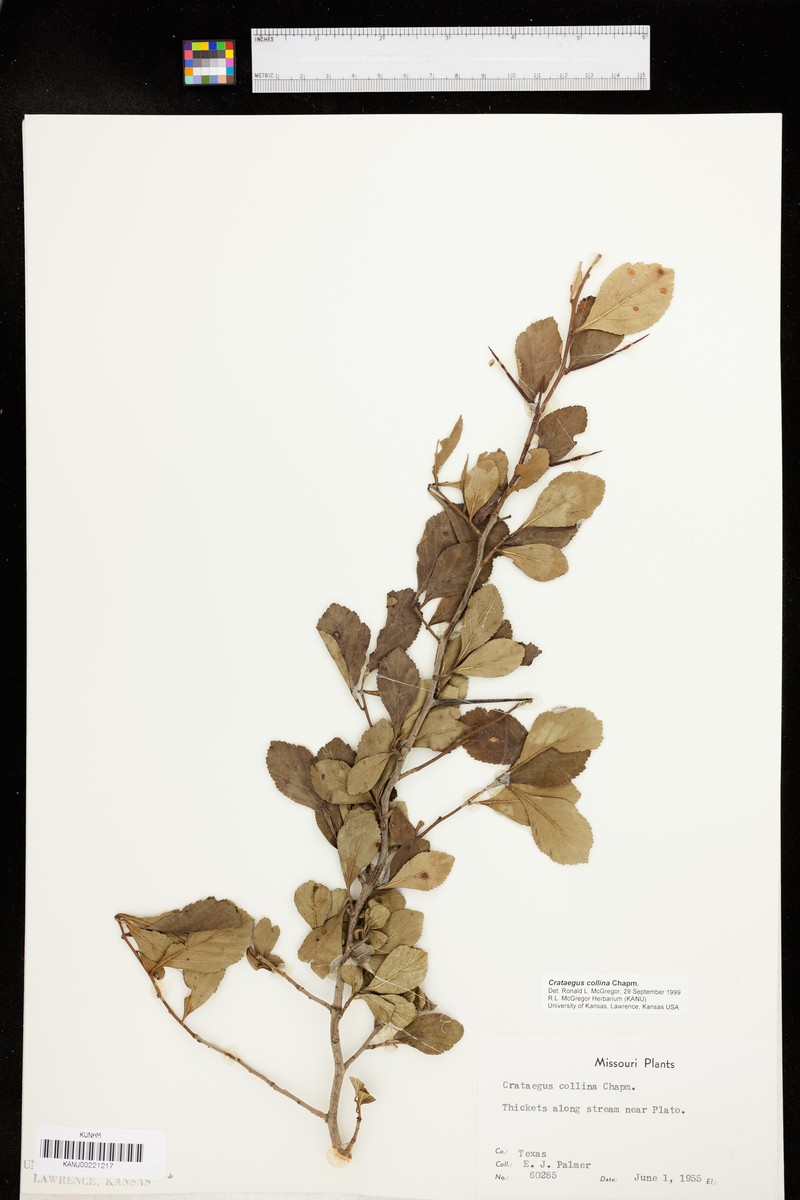 Crataegus collina var. hirtiflora photo 4
