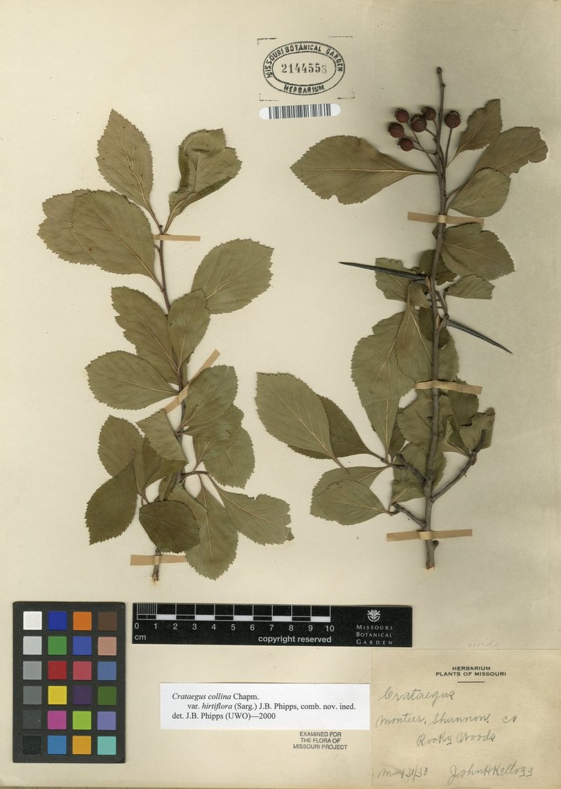 Crataegus collina var. hirtiflora photo 5