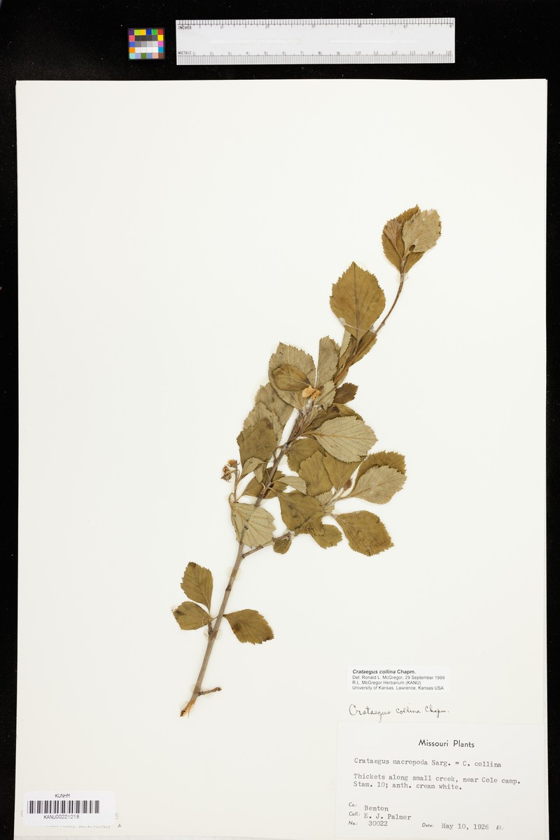 Hawthorn
