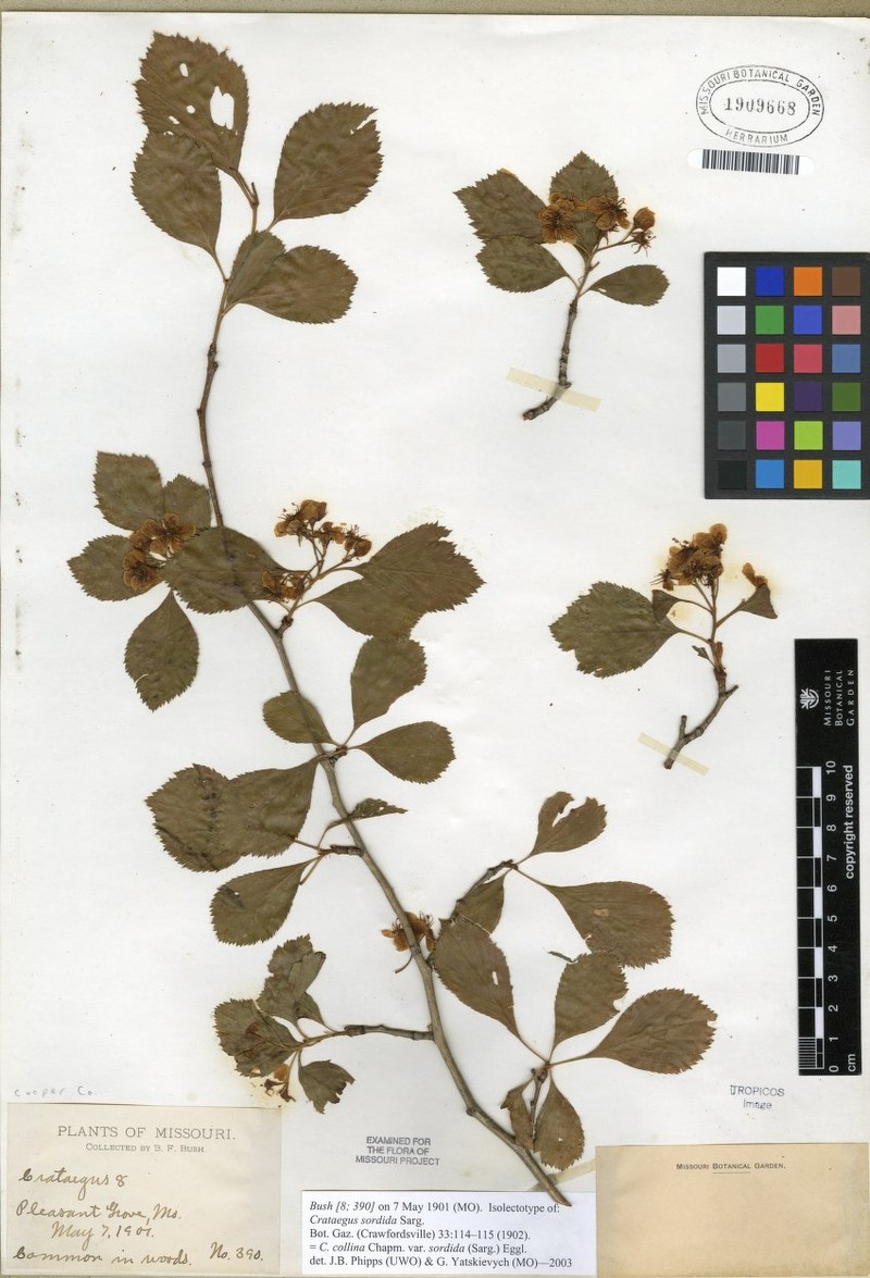 Crataegus collina var. sordida