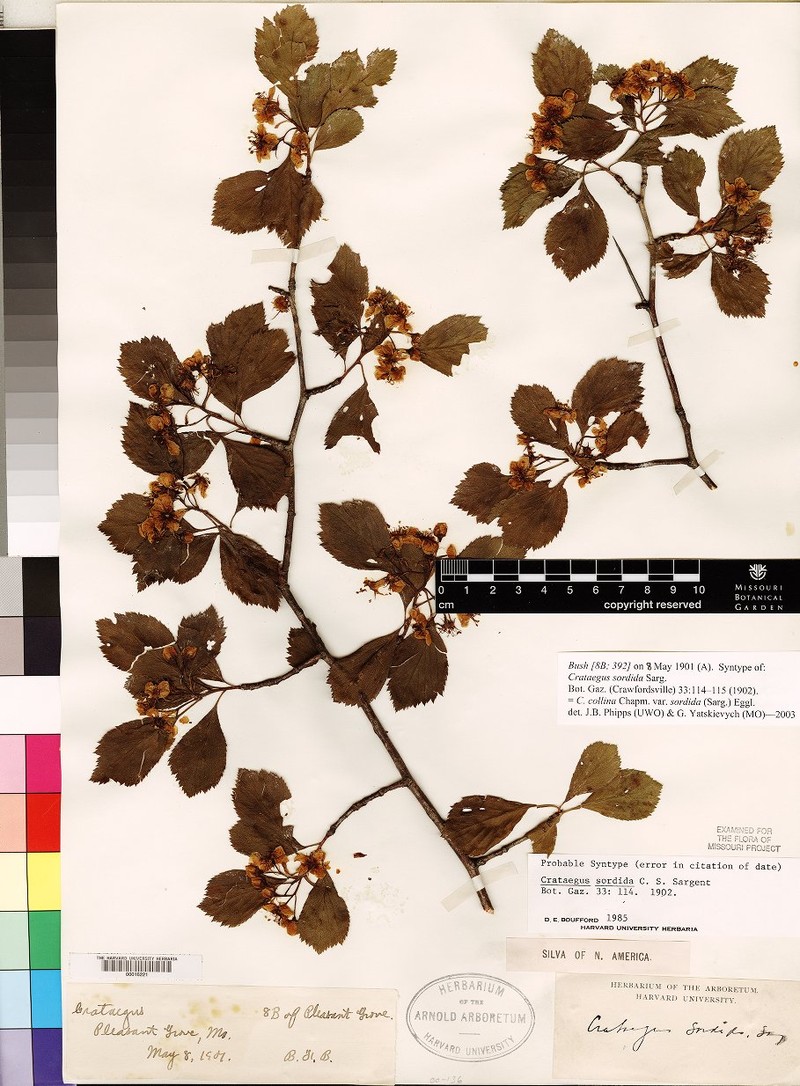 Crataegus collina var. sordida photo 2