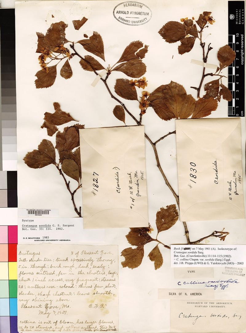 Crataegus collina var. sordida photo 3