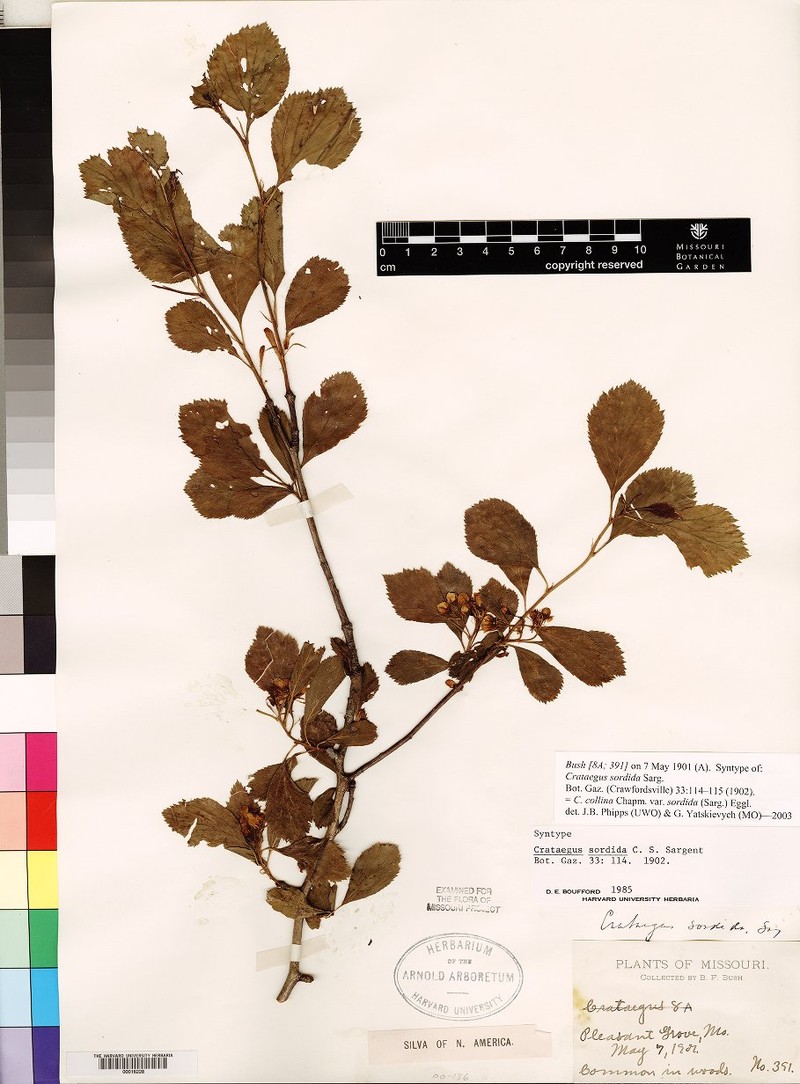 Crataegus collina var. sordida photo 4