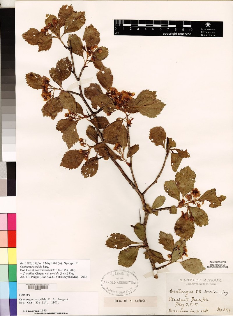 Crataegus collina var. sordida photo 5