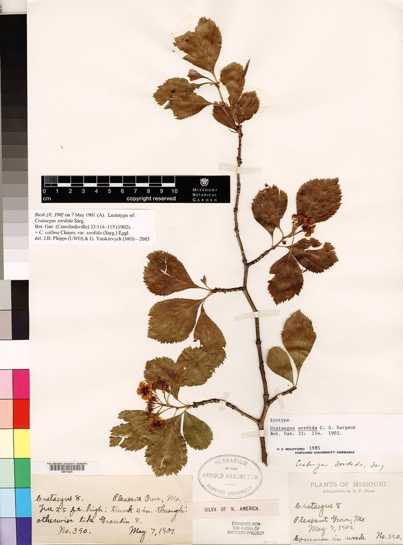Crataegus collina var. sordida photo 6