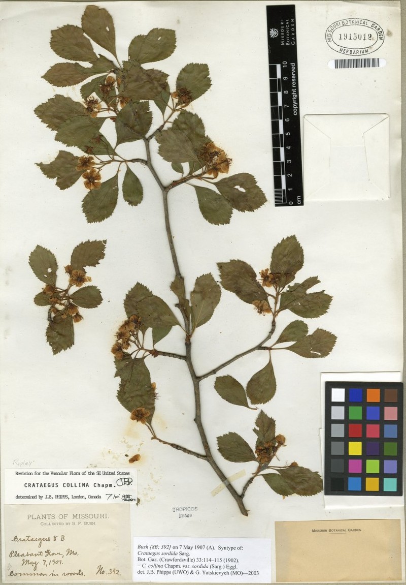 Crataegus collina var. sordida photo 7