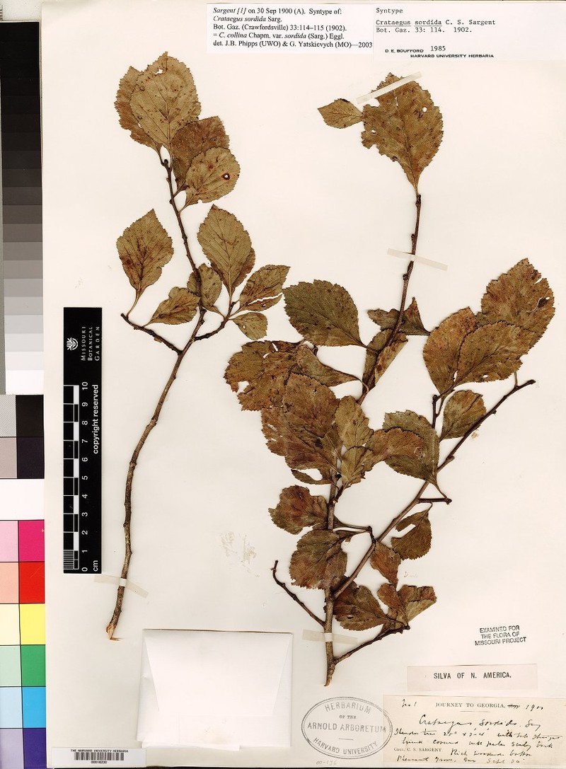 Crataegus collina var. sordida photo 8