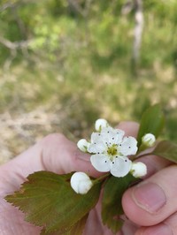 Clustered Hawthorn