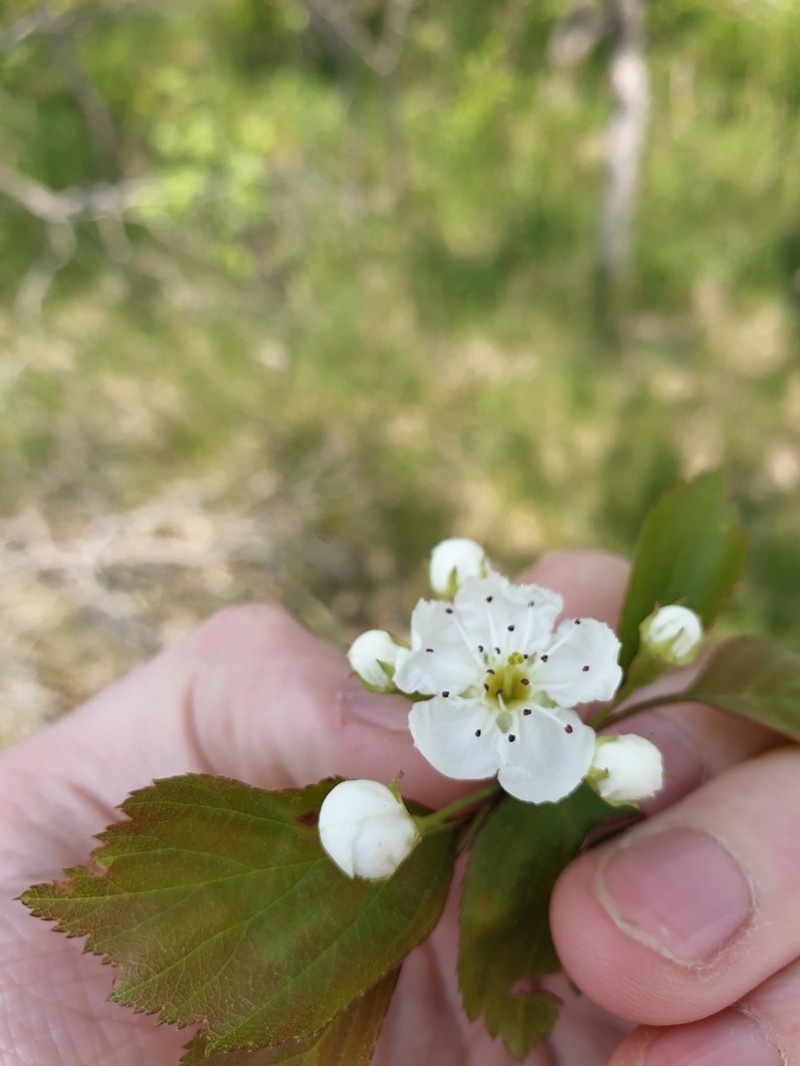 Clustered Hawthorn
