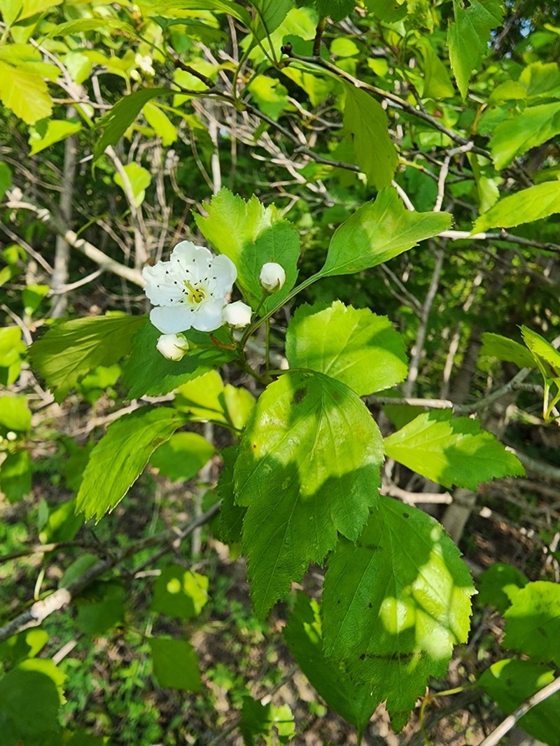 Clustered Hawthorn photo 2