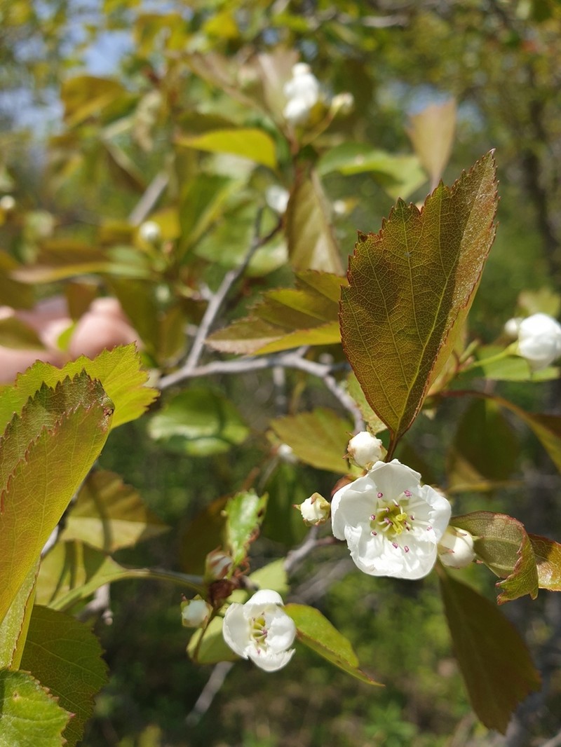 Clustered Hawthorn photo 4