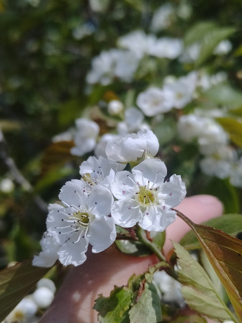 Clustered Hawthorn photo 5