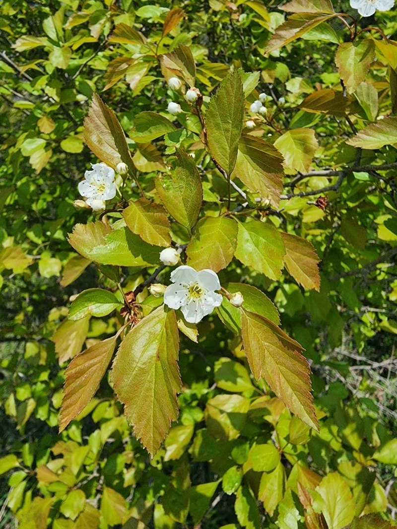Clustered Hawthorn photo 6