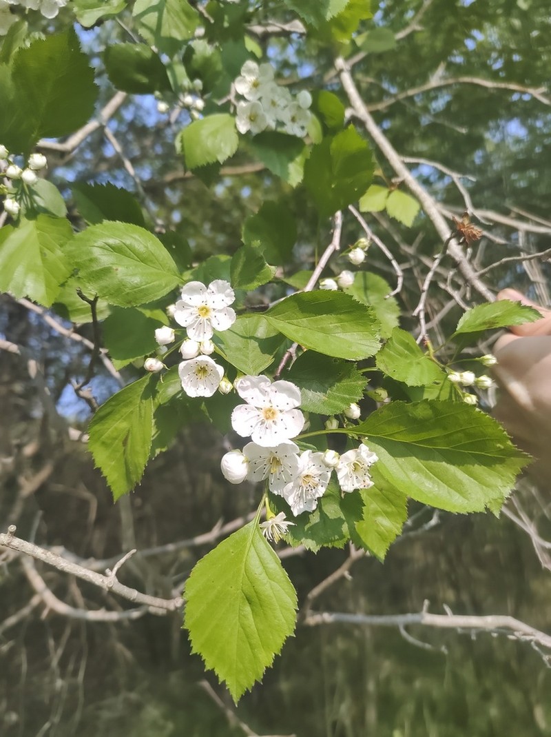 Clustered Hawthorn photo 7