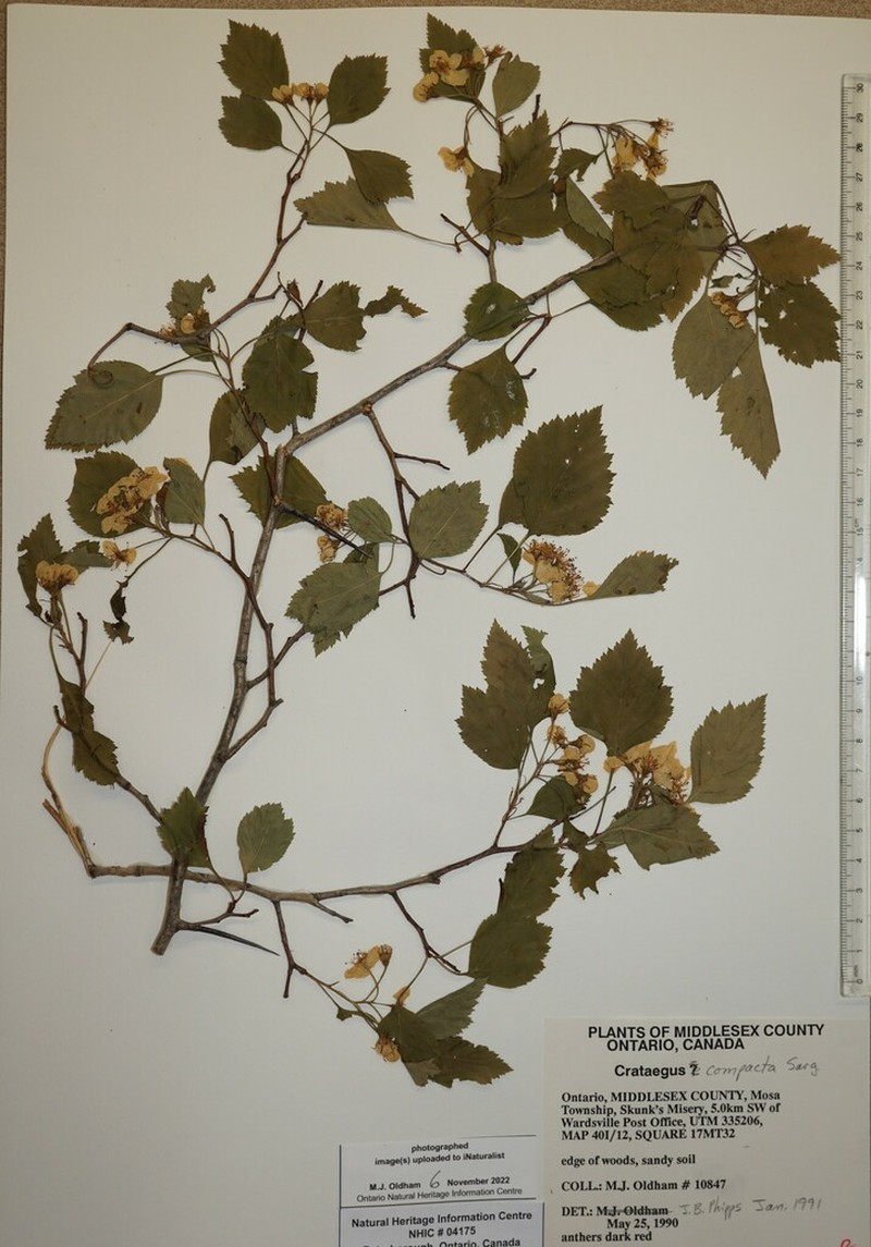 Clustered Hawthorn photo 8