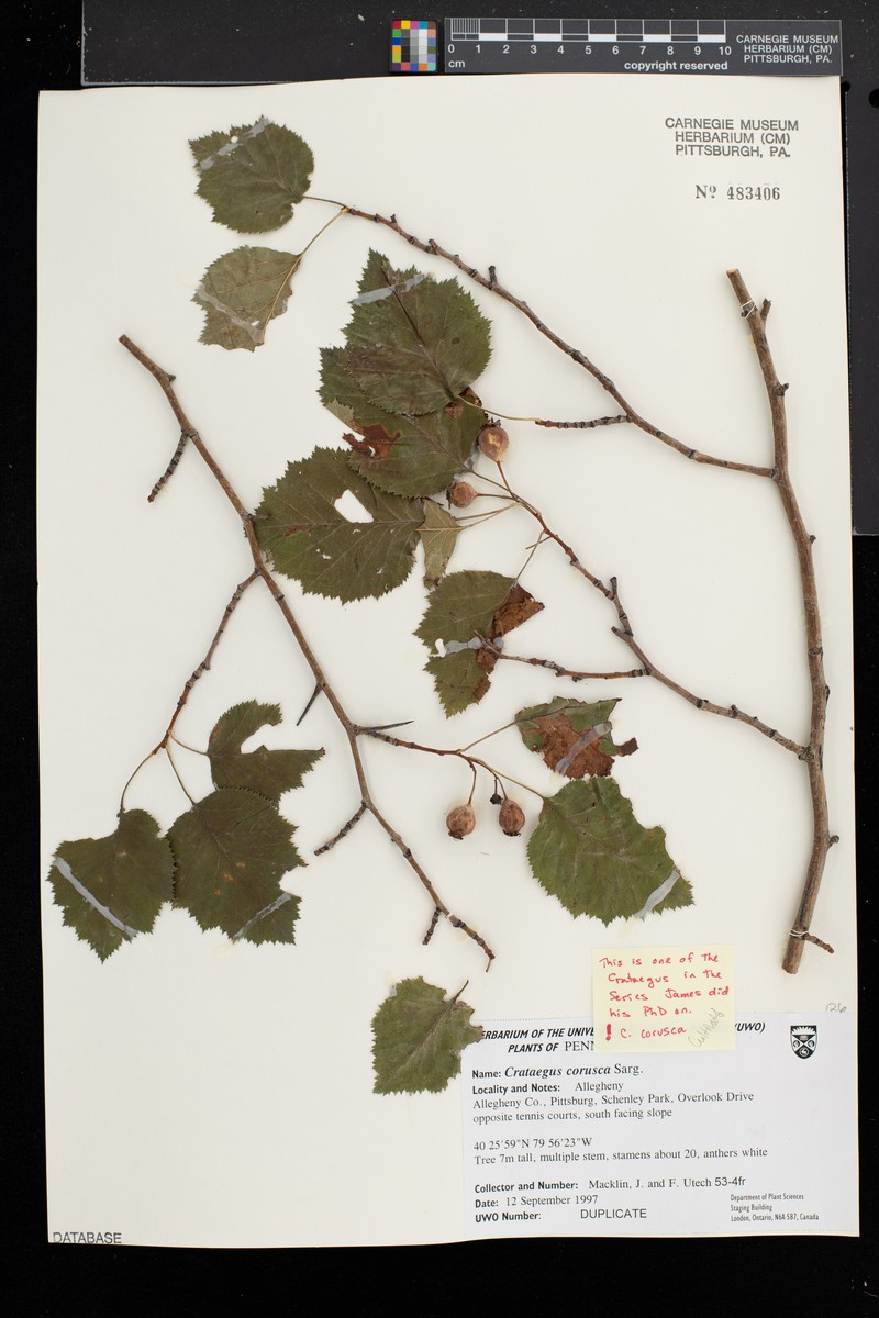 Shiningbranch Hawthorn photo 3