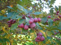 Clarkton Hawthorn