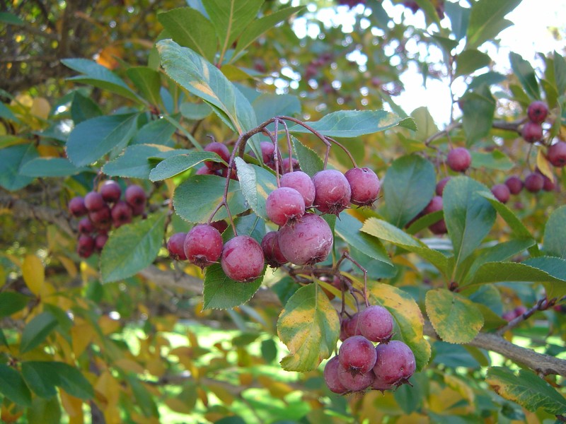Clarkton Hawthorn