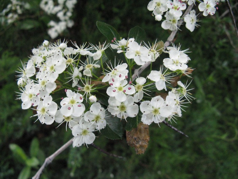 Clarkton Hawthorn photo 2