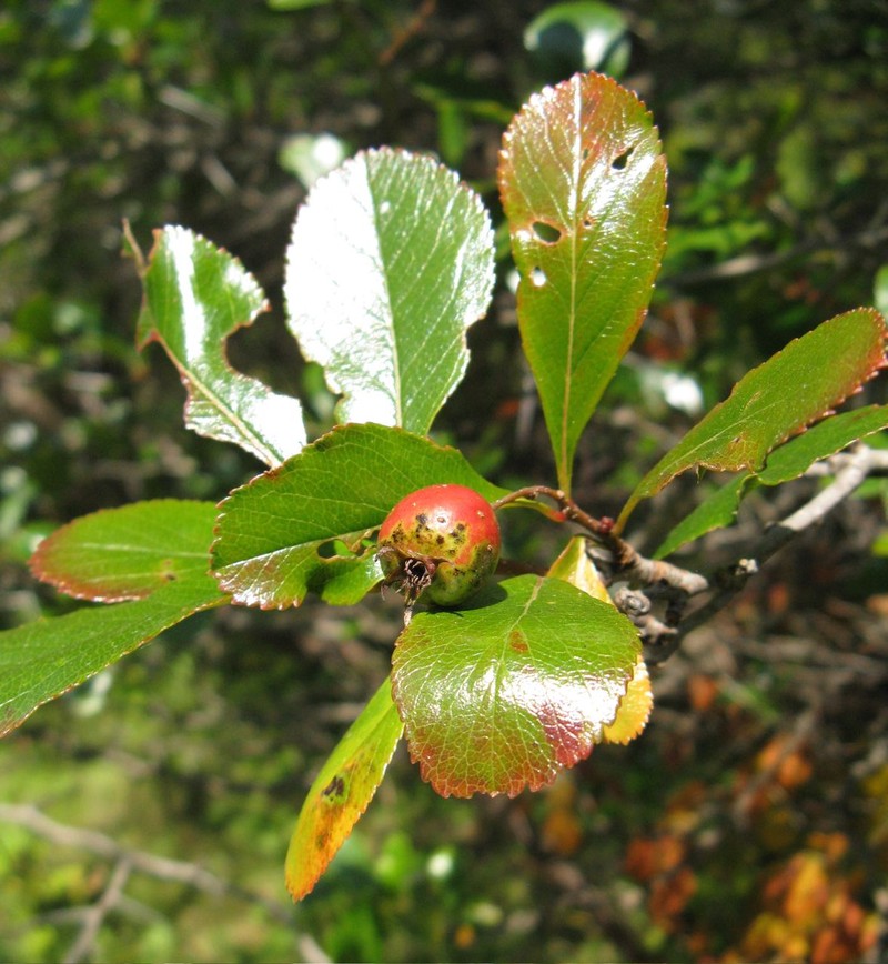 Clarkton Hawthorn photo 3