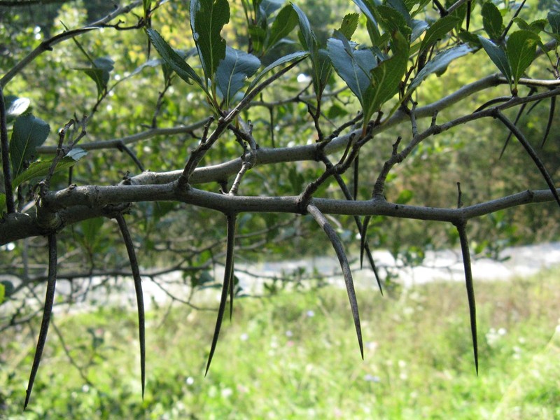 Clarkton Hawthorn photo 4