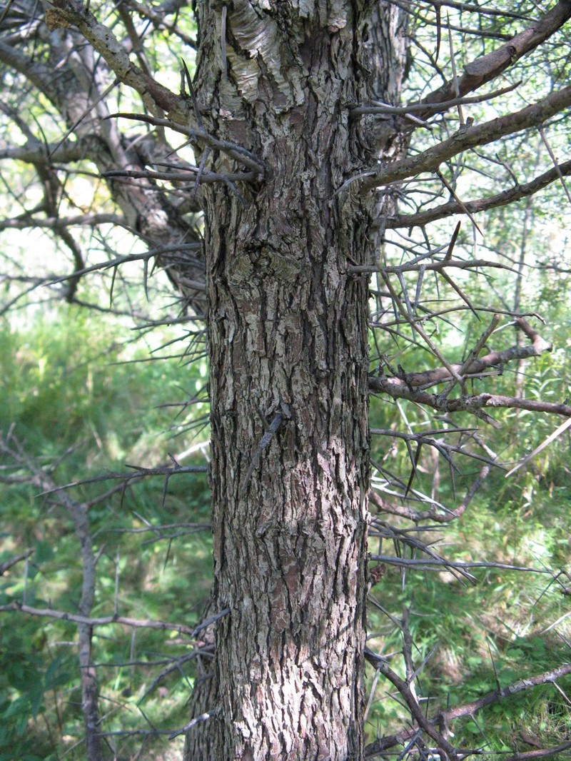 Clarkton Hawthorn photo 5