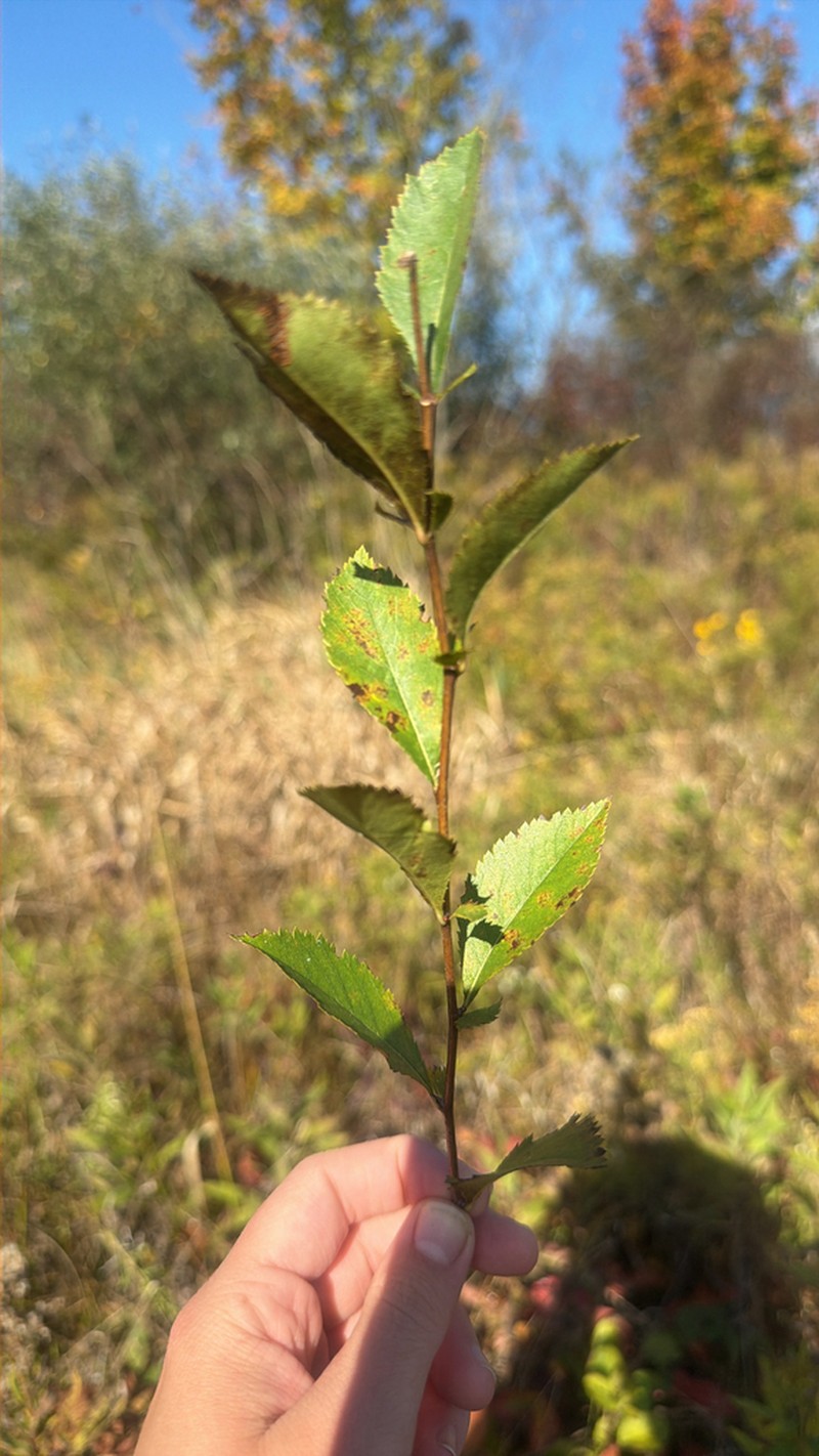 Montgomery Hawthorn photo 2
