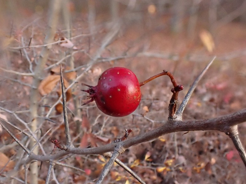 Montgomery Hawthorn photo 5